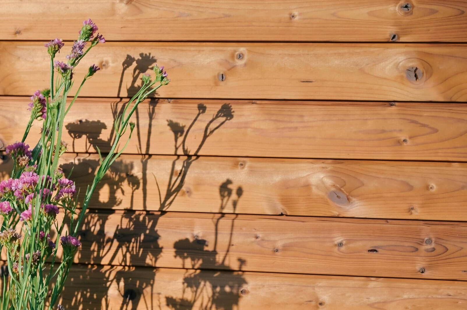 Purple flowering plants in a rectangular planter against a wooden fence, with strong shadow silhouettes on the wall.